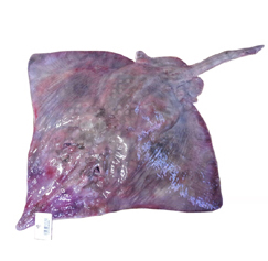 목포참홍어 한마리 6kg이상
